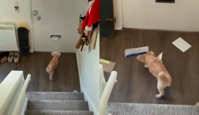 El perrito sorprende a su dueña cada vez que viene el cartero a dejarle sus recibos. Foto: captura de TikTok