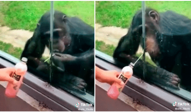 La gran astucia del chimpancé sorprendió a miles por solucionar rápidamente su pequeño inconveniente. Foto: captura de TikTok