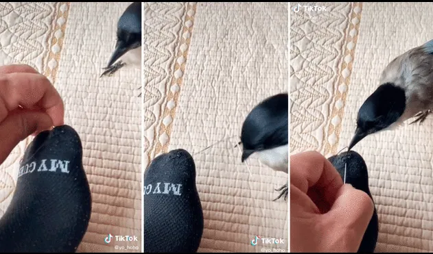 El pajarito no lo pensó dos veces para ayudar a su dueño a remendar su calcetín. Foto: captura de TikTok