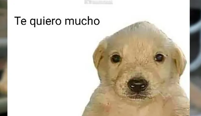 El meme del perrito "Te quiero mucho" ganó popularidad debido a los Juegos Olímpicos de Tokio 2020. Foto: captura de TikTok