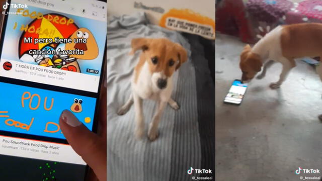 El perrito estaba en la cama de su dueña. Foto: captura de TikTok