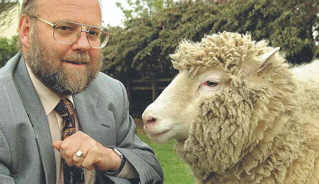 Clones. Arriba, la oveja Dolly, primer animal clonado.
