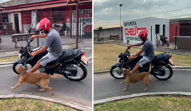 Al parecer, el can aprovechó el descuido de un grupo de personas para ingresar y refugiarse en una escuela de manejo. Foto: captura de YouTube