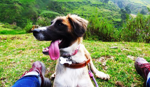 En el Perú existen varios lugares pet friendly que puedes visitar con tus mascotas. Foto: Asociación KP