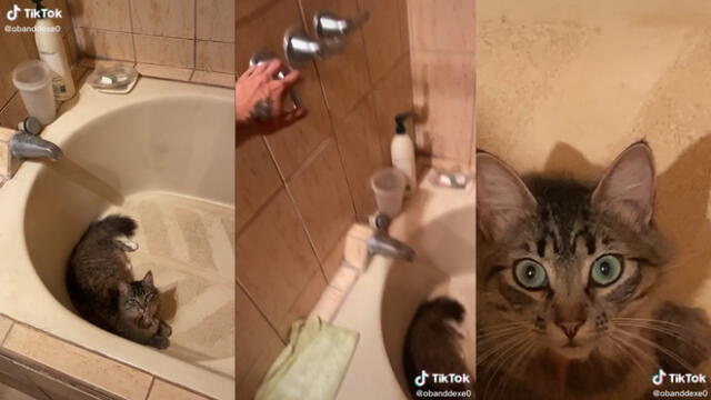 El gatito estaba descansando dentro de la ducha. Foto: captura de TikTok