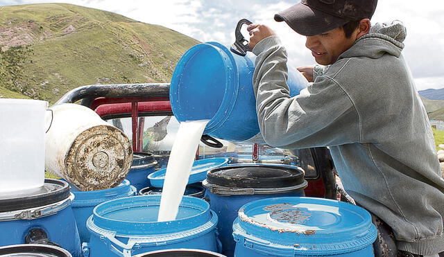 Lácteo. Productores están en la capacidad de abastecer la demanda de las empresas lecheras. Foto: Andina
