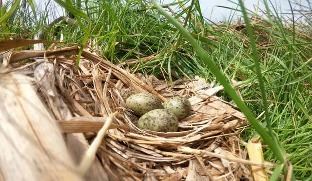 Durante el recorrido, los visitantes podrán apreciar los nidos y los huevos de las aves en tamaño real. Foto: MML