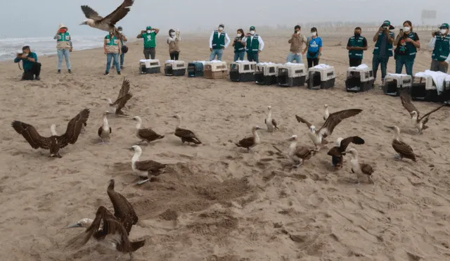 El segundo grupo de aves recuperadas del derrame de petróleo estuvo conformado por piqueros y gaviotas. Foto: Serfor