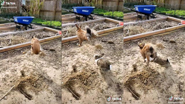 El conejo recibió el impulso de otro animal de su misma especie. Foto: captura de TikTok
