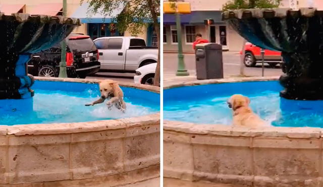 Un joven detuvo su caminata para grabar la travesura de un perro, que no tuvo mejor idea que refrescarse dentro de una pequeña piscina. Foto: captura de TikTok