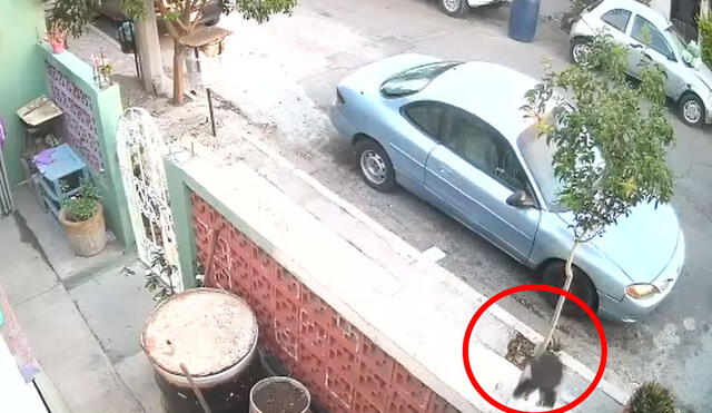 El inquieto felino aprovechó la distracción de los propietarios para ingresar a la vivienda, luego de que pegó un salto desde un muro de la entrada. Foto: captura de YouTube