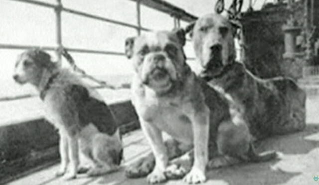 Nueve de los doce perros registrados en el Titanic fallecieron sin poder abordar un bote salvavidas. Foto: captura de YouTube