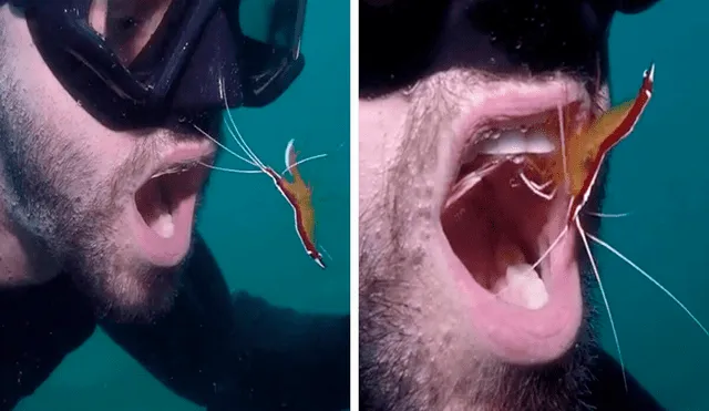 Los camarones limpiadores se llaman así por mordisquear los parásitos y la piel muerta de otros animales que acuden a sus 'estaciones de limpieza' submarinas. Foto: captura de Facebook