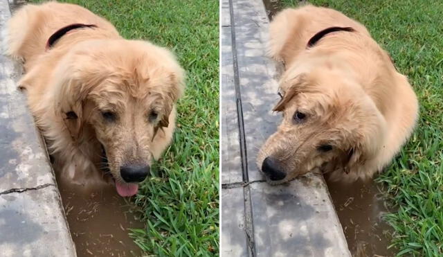 La viral escena publicada por la cuenta @leogoldeando1 logró obtener miles de reproducciones en poco tiempo. Foto: captura de Facebook.