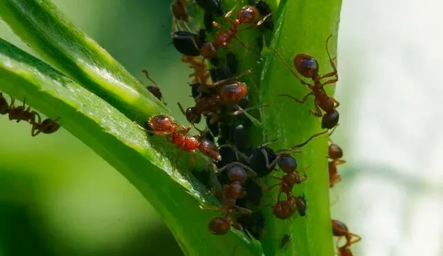 Las hormigas pueden arruinar tus plantas e incluso atraer otras plagas. Foto: Yates