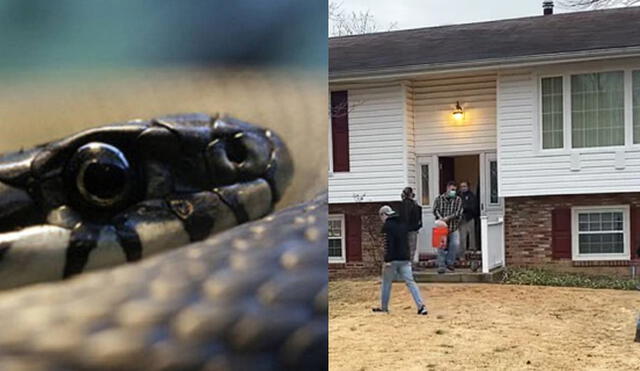 Hombre en EE. UU. es encontrado muerto dentro de su casa  rodeado por más de 100 serpientes. Foto: composición/NBC