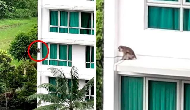 Un joven grabó a la distancia el preciso instante en que un travieso primate escapó del último piso de un condominio. Foto: captura de Facebook