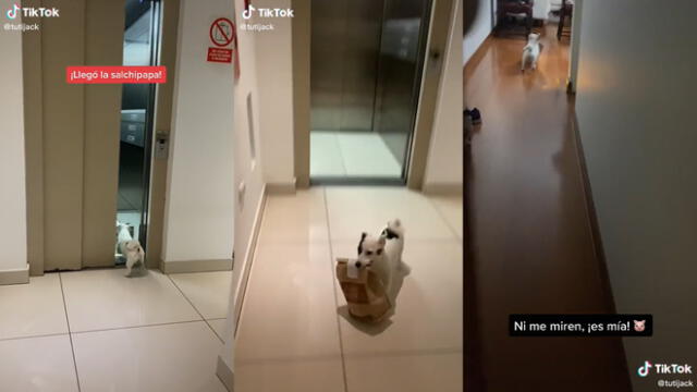 El cachorro esperando el ascensor para tomar el pedido. Foto: captura de TikTok