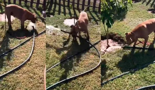 El pitbull se divirtió ayudando a regar las plantas del rancho de su dueño. Foto: captura de TikTok