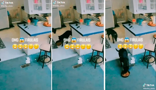 El perrito decidió servirse su comida al notar que su dueña tardaba en hacerlo. Foto: captura de TikTok