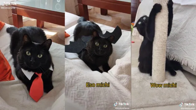La dueña de la mascota compartió todas las travesuras de su gato. Foto: captura de TikTok