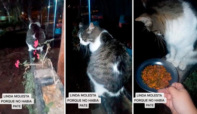 Una joven no pudo conseguir paté y compró croquetas para alimentar a una gatita; sin embargo, no pensó que esta la iba a rechazar. Foto: captura de Facebook