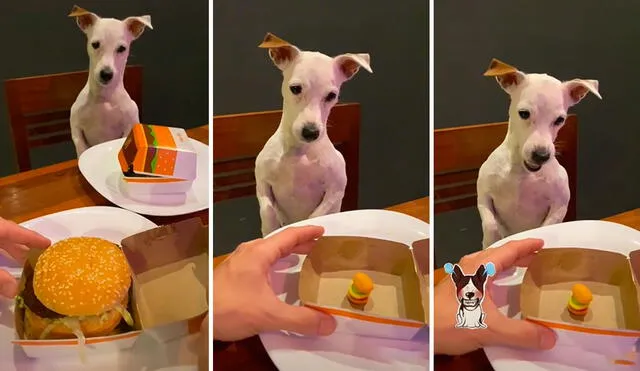 Un perrito se emocionó cuando notó que su dueño compró su comida favorita, pero no esperaba recibir una porción más pequeña. Foto: captura de TikTok