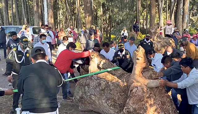 Desbloqueo. Manifestantes y policías retiran un tronco en el acceso a una vía en Cusco. El paro se hizo sentir. Foto: La República