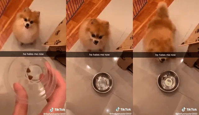 Al parecer, al cachorro no le agradó la ración de comida que le dio su dueña. Foto: captura de TikTok