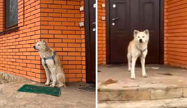 Por varias semanas, un perro se mantuvo en la puerta de su casa con la esperanza de reencontrarse con su dueña. Foto: captura de YouTube