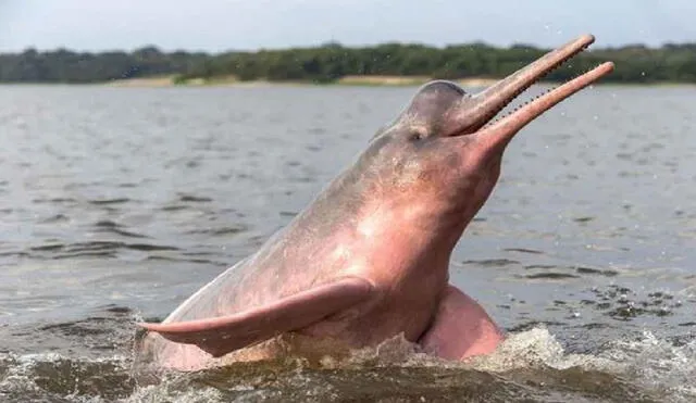 Un estudio reveló que el delfín rosado del Amazonas se extinguirá en menos de 50 años. Foto: NatGeo