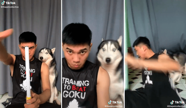 La cara del perro sacó más de una sonrisa a los seguidores de las redes sociales. Foto: captura de TikTok