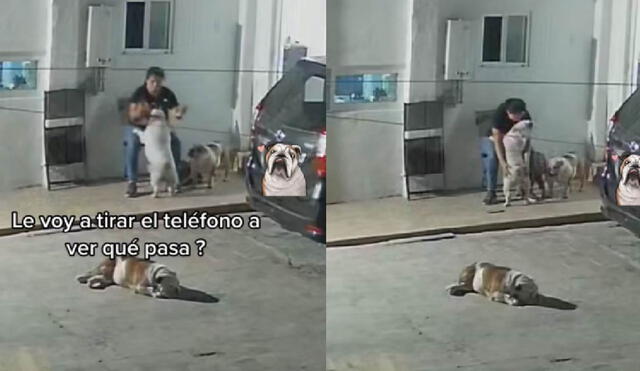 El perrito logró que su cuidadora se quede con él, dándole cariños. Foto: captura de TikTok