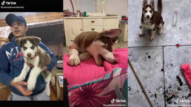 El perrito haciendo sus travesuras en casa. Foto: captura de TikTok