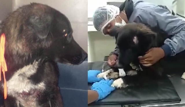 El perrito Jackson fue tratado por Zoonosis Oruro luego de ser atacado por el agresor de su dueña. Foto: captura de Facebook