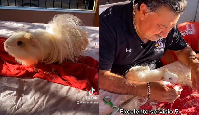 El pequeño cuy fue cuidado por su dueño para tener un nuevo cambio de look. Foto: captura de TikTok