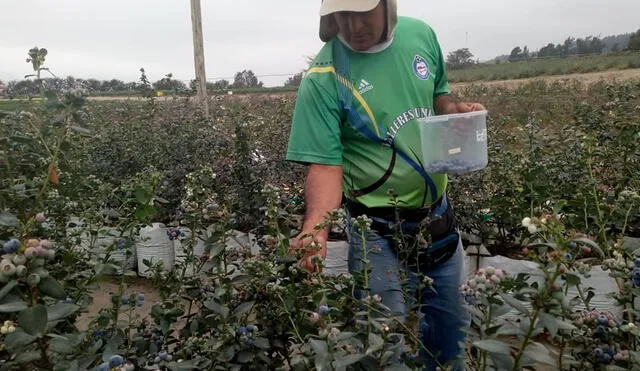 Palo Redondo dará agua a pequeños agricultores de Chao, Virú y Moche. Foto: PECh