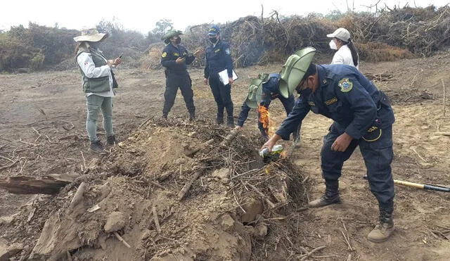 La Policía destruyó los hornos artesanales que eran usados para convertir al algarrobo en carbón. Foto: Serfor