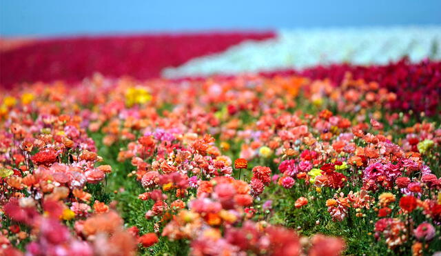 El significado de soñar con flores varía según el color que estas tenían. Foto: AFP
