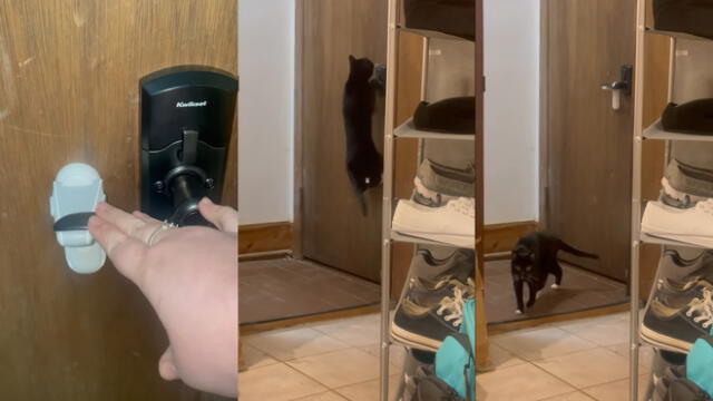El gatito trató de jalar la puerta pese a que estaba asegurada. Foto: captura de YouTube