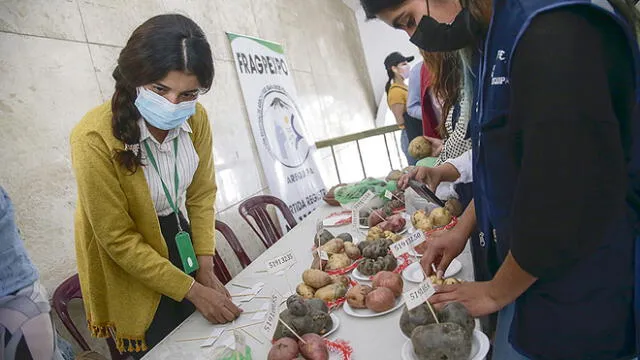 Alternativa. Agricultores presentan diversos clones de papa que cultivan en las alturas de Arequipa. Foto: La República