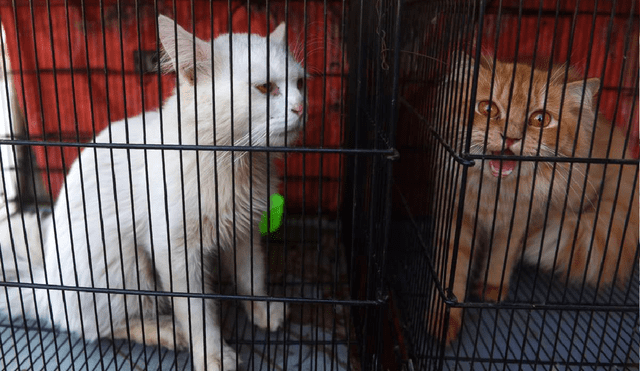 Gatos lanzados desde ventanas, abandono de canes y hamsters se registraron por temor a contagir la COVID-19.  Foto: AFP