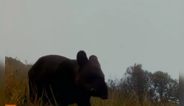 Tapir de montaña se encuentra en peligro por las malas prácticas en su ecosistema. Foto: NODOS y NCI