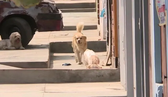 Más de 10 perros han muerto en las últimas semanas por causa de envenenamiento en un asentamiento humano de San Juan de Miraflores. Foto: América TV