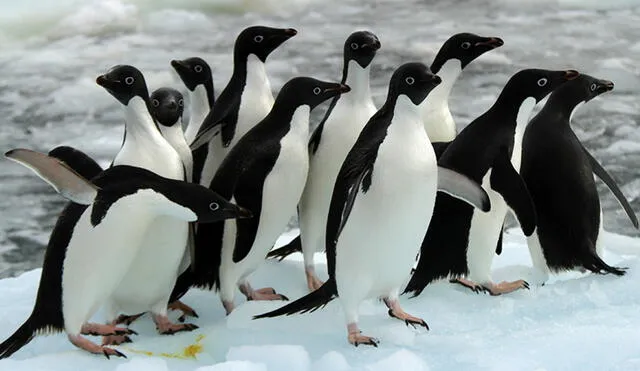 La aparición de uno o más pingüinos en los sueños cuenta con distintos significados. Foto: eurodisidentes La aparición de uno o más pingüinos en los sueños cuenta con distintos significados. Foto: eurodisidentes