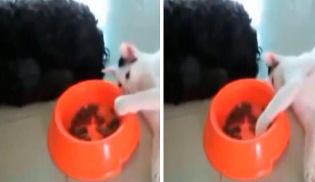Una joven grabó el preciso momento en que su mascota se acostó al lado de su can sin hacer ruido para quitarle su comida a escondidas. Foto: captura de Facebook