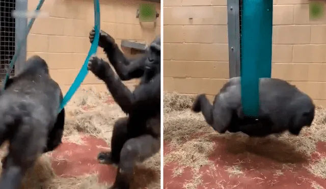 Los gorilas comenzaron a dar vueltas sacando más de una sonrisa en redes sociales. Foto: captura de TikTok