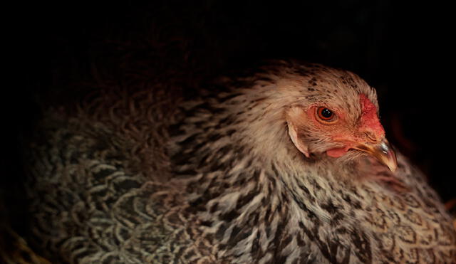 En varias partes del mundo se han detectado casos de gripe aviar en los últimos días. Foto: AFP/referencial