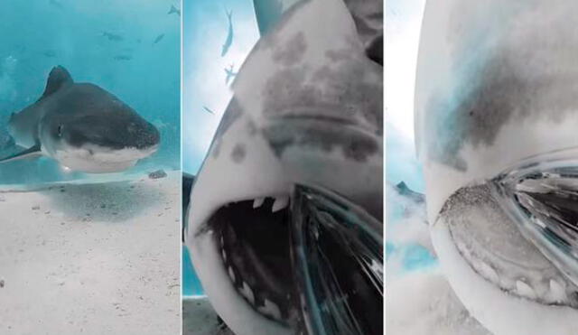 Zimy Da Kid, en su última publicación, subió un clip en el que se observa cómo se vería ser devorado por un tiburón. Foto: Captura - Instagram
