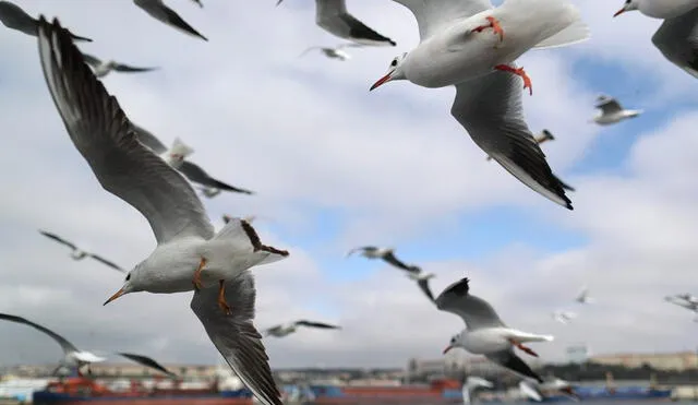 Soñar con gaviotas cuenta con distintos significados, de acuerdo al contexto con el que se desarrolla. Foto: efeverde